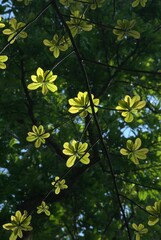 Obraz premium Bosques y grandes espacios en el Estado Portuguesa. Un estado llanero que cuenta con inmensas llanuras y espacios llenos de bosques y areas para la cria del ganado.