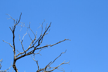 Close-up, low-angle shot of dead tree branches against a clear blue sky background