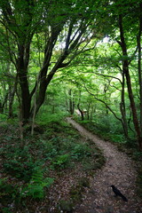 refreshing spring forest and fine path