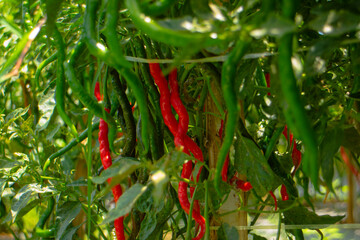 Ripe red chilies in the garden, big chilies on the tree.