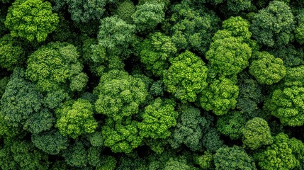 Naklejka premium Aerial view of lush green forest canopy showcasing diverse tree foliage.