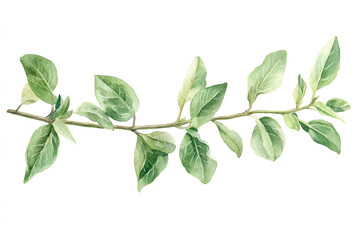 Fototapeta premium Watercolor Green Branch: A delicate branch with vibrant green leaves, rendered in a beautiful watercolor style, creates a visually appealing element for design projects. 