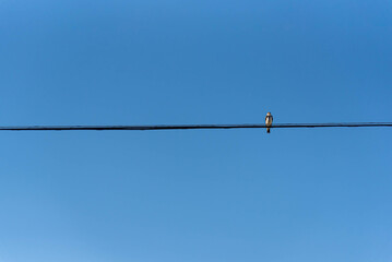 Pampas Biome Birds on Barbed Wire Fence.