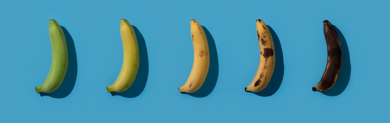 Fresh yellow spotless banana in a process of decompose rottening over blue background,Banana...
