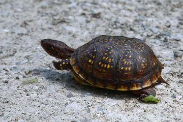 Turtle on a gravel road 