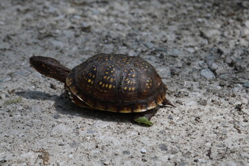 Turtle on the move