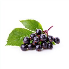 Fresh Black Elderberries with Leaves  Isolated  Healthy Food  Nature  Ingredient