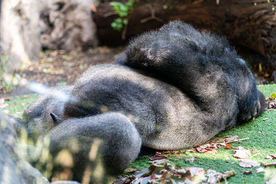 A magnificent gorilla enjoys a peaceful afternoon nap, curled up on a lush grassy patch in its enclosure.