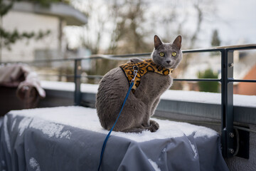 A gray cat wearing a stylish leopard-print harness sits on a snowy balcony, enjoying the winter scene. © Pierre