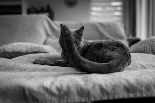 A fluffy gray cat naps peacefully on a soft blanket, its tail curled gently around its body; a serene monochrome moment.