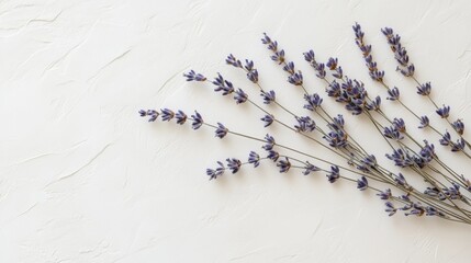 Dried Lavender Sprigs Arranged on White Textured Background