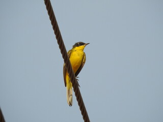 A small yellow wagtail bird perches on a twisted wire against a light grey-blue sky. Its body is angled slightly to the right. The bird has yellow plumage and darker markings