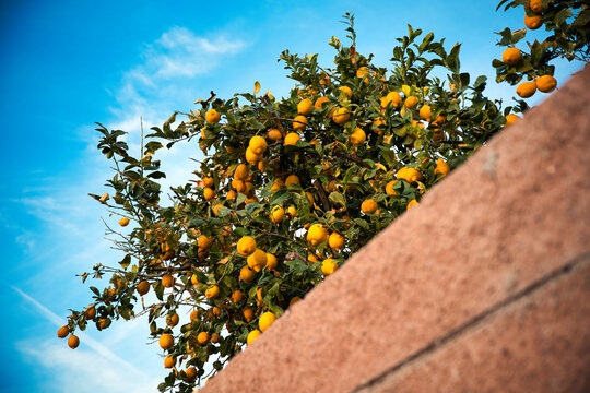 Vibrant Lemon Tree Against Clear Blue Sky