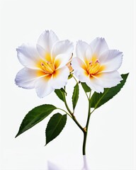 White flowers on a white background, digital art, design, illustration.