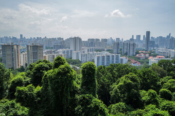 Obraz premium A lush green forest provides a tranquil contrast against the backdrop of a dense, modern cityscape in Singapore.