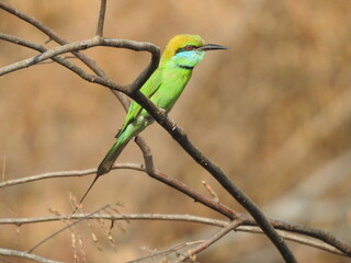 bee-eater perched on a branch