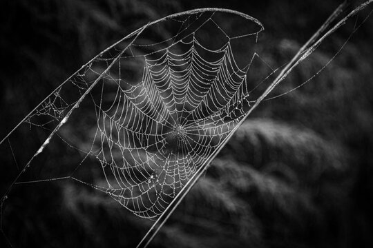 spider web on a foggy morning