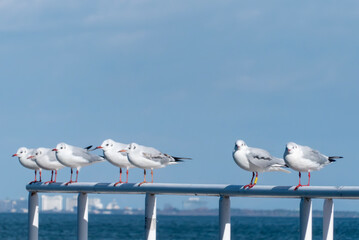 冬の美しい使者　琵琶湖のユリカモメ　滋賀県大津市浜大津港　