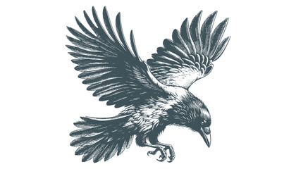 Fototapeta premium crow vector, raven vector