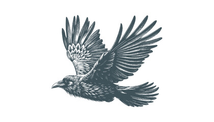 crow vector, raven vector