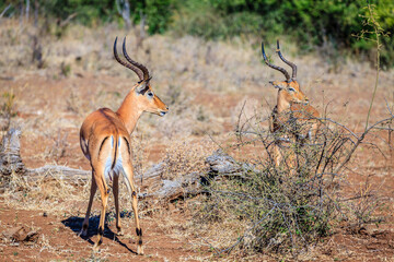 Impalas in the wild