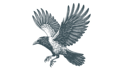 crow vector, raven vector
