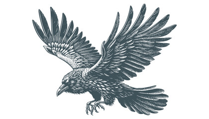 crow vector, raven vector