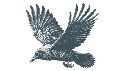 crow vector, raven vector
