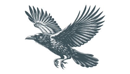 crow vector, raven vector