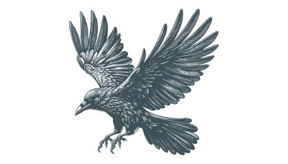 crow vector, raven vector
