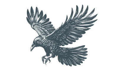 crow vector, raven vector
