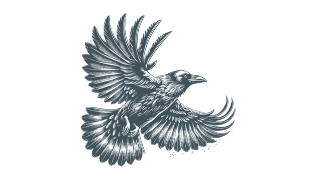 crow vector, raven vector