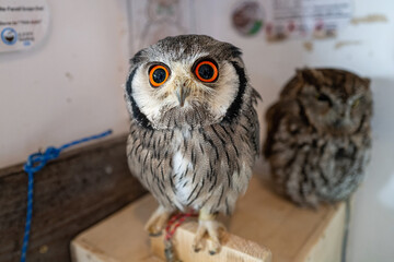 Majestic owl with striking orange eyes gazes intensely, perched next to another owl in a captivating wildlife scene.