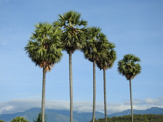Obraz premium palm trees against blue sky