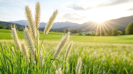 Naklejka premium Golden wheat field sunset mountains background, farming agriculture