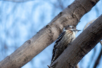 冬の公園　林の中で木をつつくキツツキ　コゲラ