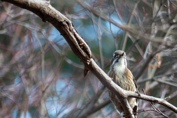 冬の公園　林の中で木をつつくキツツキ　コゲラ
