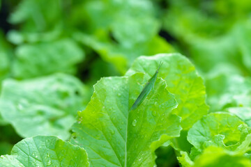 Green grasshopper camouflaged on fresh organic lettuce leaf covered in morning dew. Vibrant greenery highlights natural biodiversity, promoting eco-friendly and sustainable farming in a home garden.