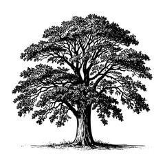 Oak tree sketch engraving black and white outline. Scratch board imitation.  illustrated in vintage line art style on a white background.
