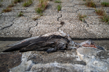 Fototapeta premium A lifeless bird rests on a gray city pavement, its feathers slightly disheveled, a poignant scene of urban mortality.
