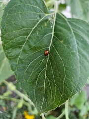 Small red ladybug insect crawling on a large green leaf.