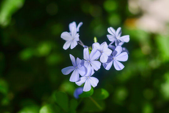 Blue jasmine or Celestina (Plumbago auriculata)