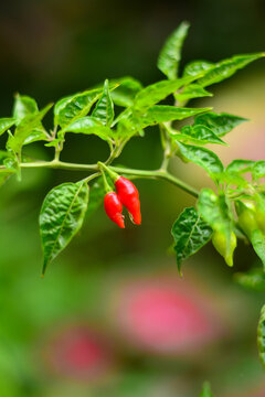 Aj&iacute; pinchito de mono or (misquiucho) plant