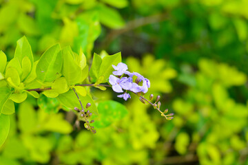 A branch of sinyo or (pinglo) also known with beautiful flowers