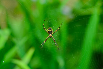 Silver garden spider (Argiope argentata)
