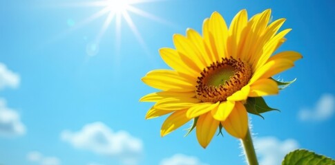 Obraz premium Bright yellow sunflower face towards the radiant blue sky with delicate petals and a sturdy stem, sunflower, blue sky, outdoor