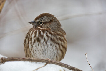 Song Sparrow in the Snow