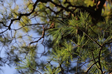 Pine tree.