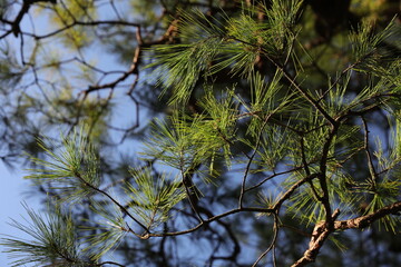 Pine tree.