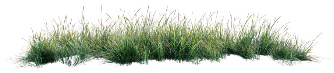 PNG Green grass field plant vegetation agropyron.